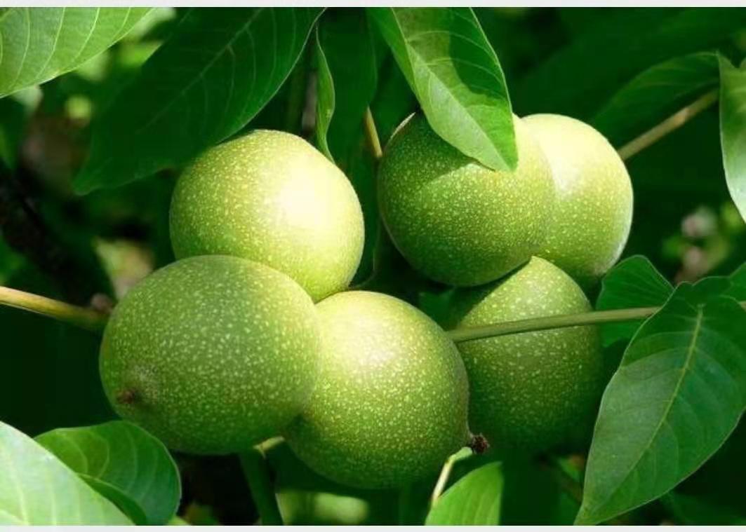 把玩中的青皮核桃