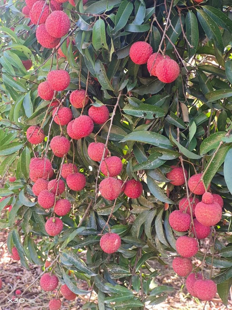 灵山荔枝