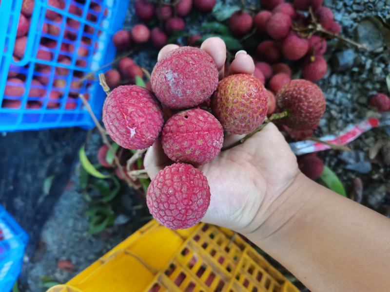 灵山荔枝