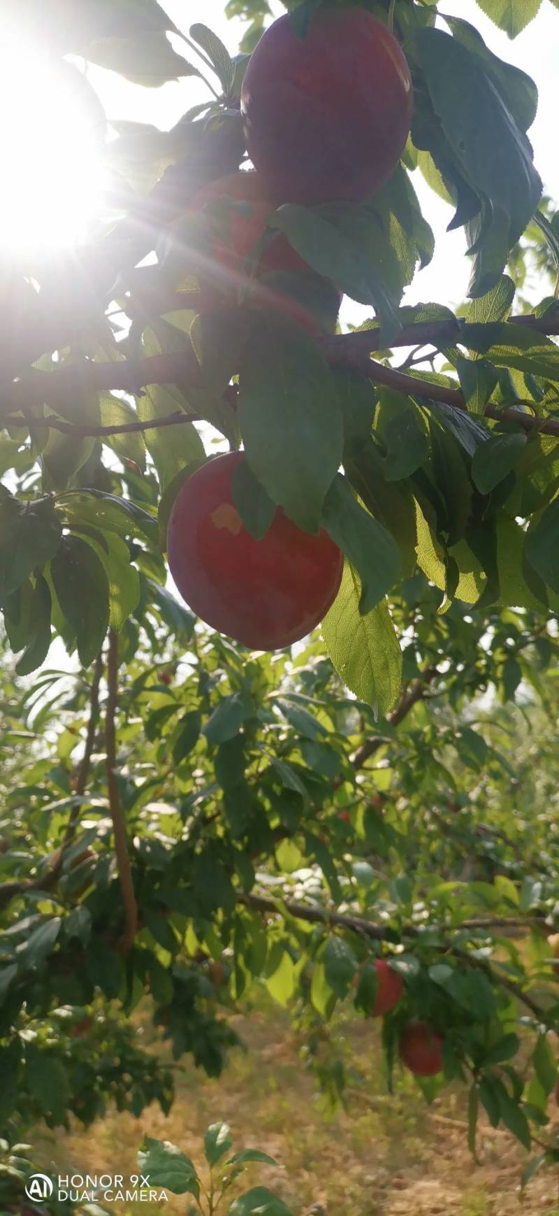 魁红李