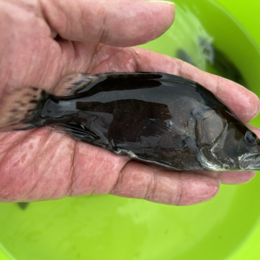 饲料鳜鱼苗