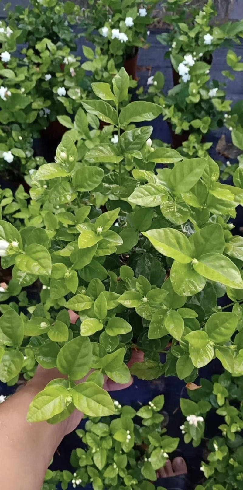 大量出售茉莉花有须要的老板联系我价格优惠