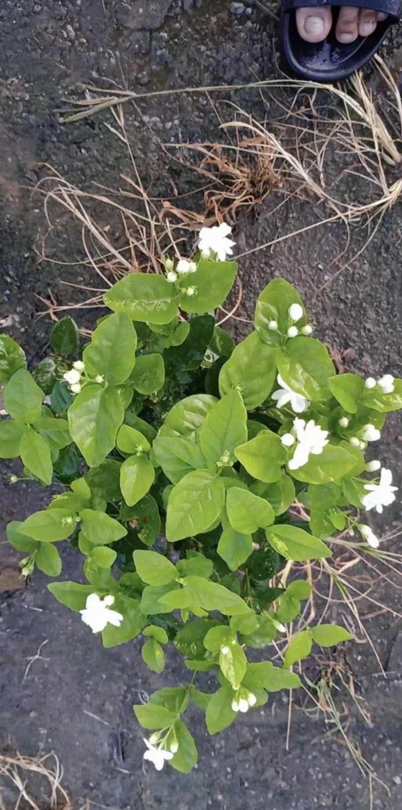 大量出售茉莉花有须要的老板联系我价格优惠