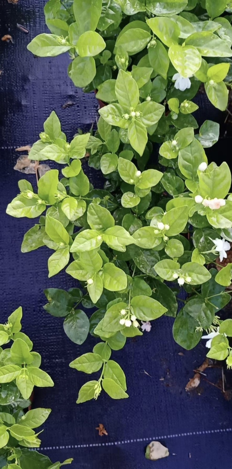 大量出售茉莉花有须要的老板联系我价格优惠