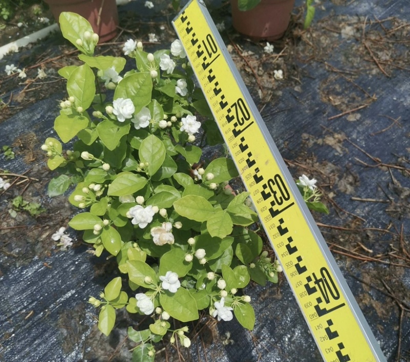 大量出售茉莉花有须要的老板联系我价格优惠