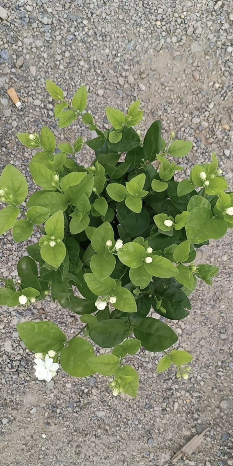 大量出售茉莉花有须要的老板联系我价格优惠