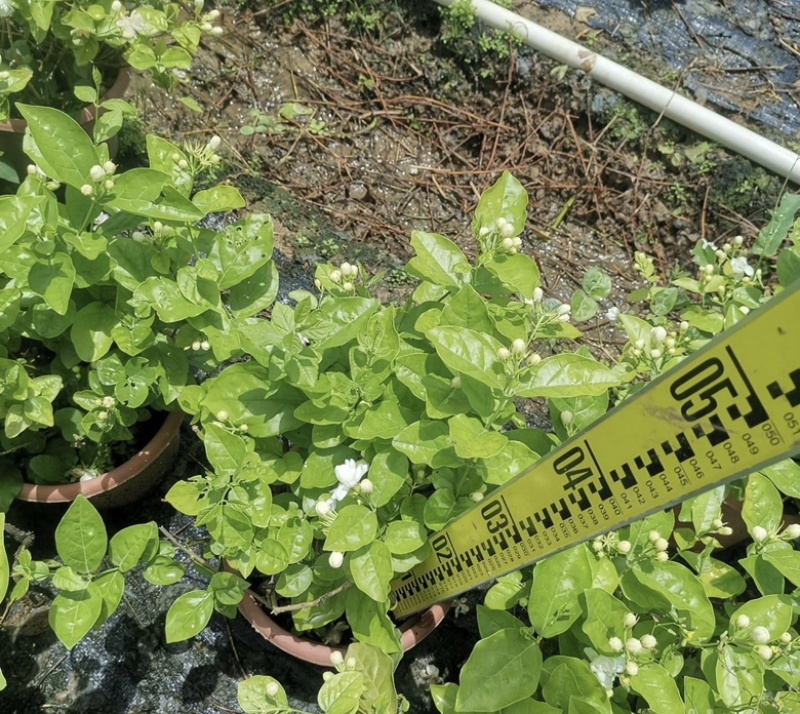 大量出售茉莉花有须要的老板联系我价格优惠