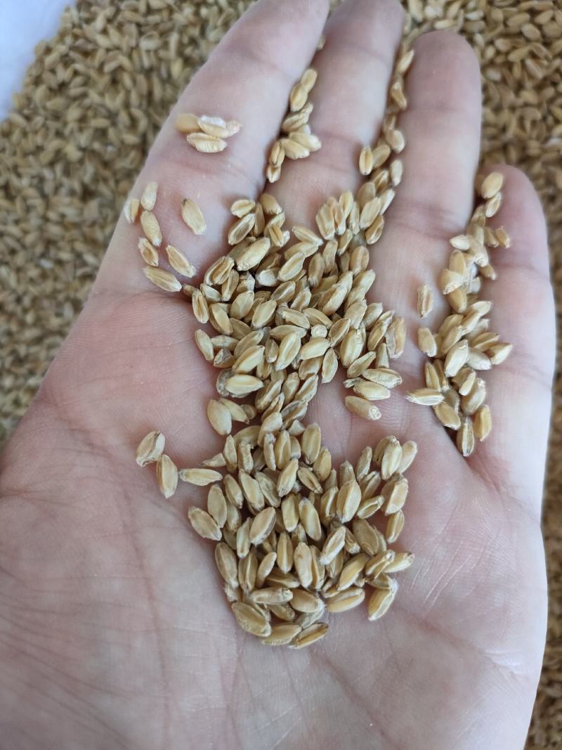 浮小麦纯无硫足斤足量皱皮才是浮小麦，饱满的是大麦