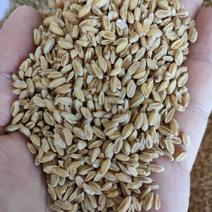 浮小麦纯无硫足斤足量皱皮才是浮小麦，饱满的是大麦