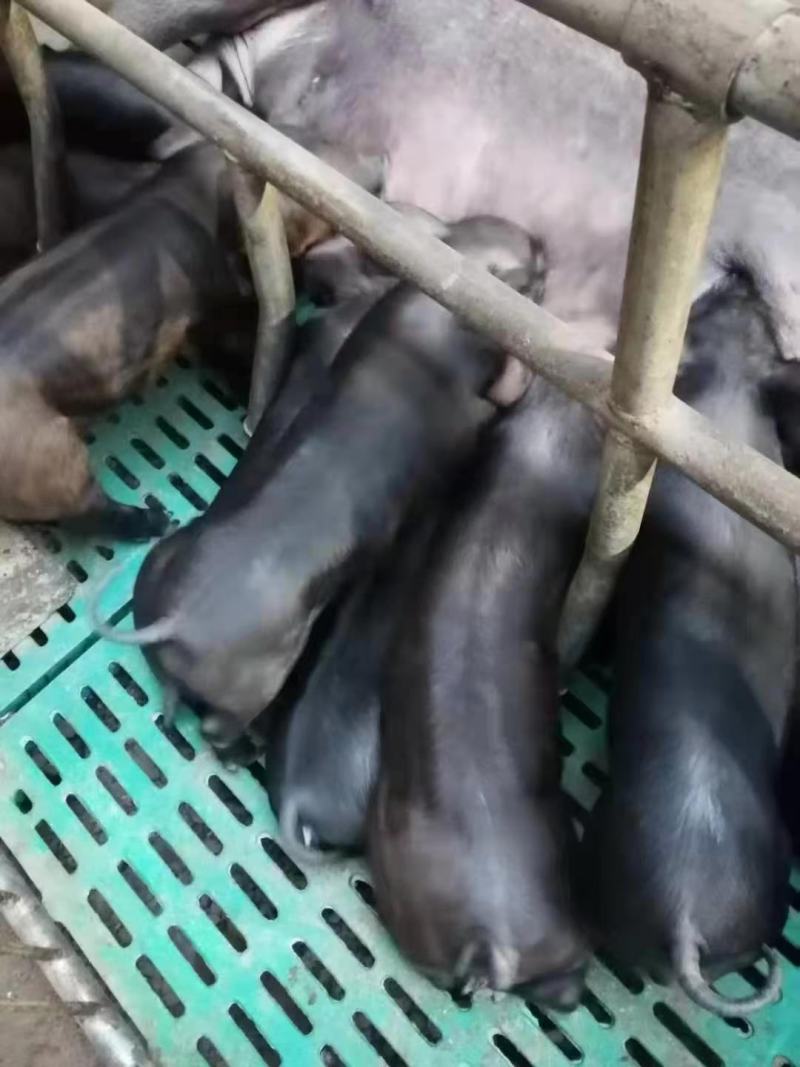 黑猪（猪仔）