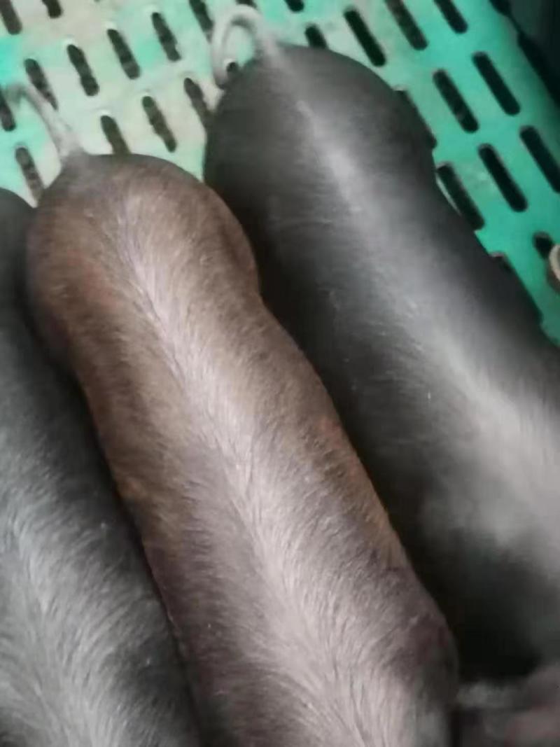 黑猪（猪仔）