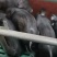黑猪（猪仔）