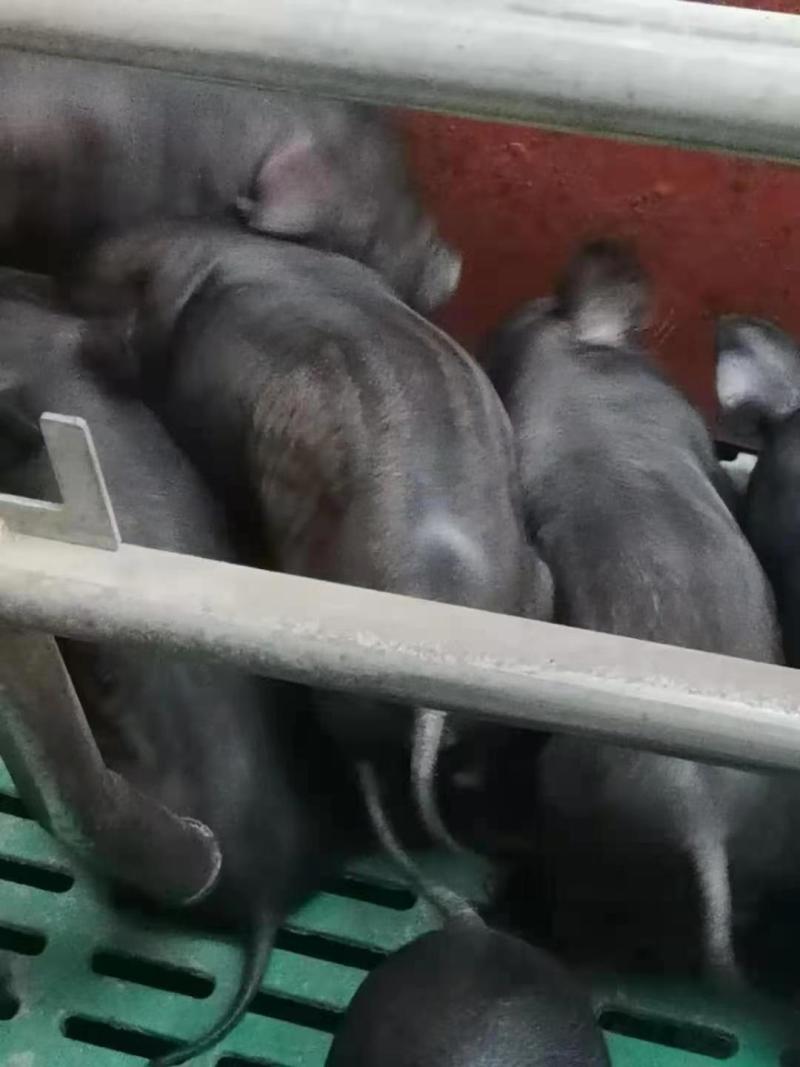 黑猪（猪仔）