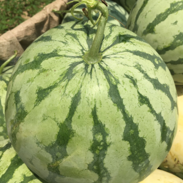 花无籽