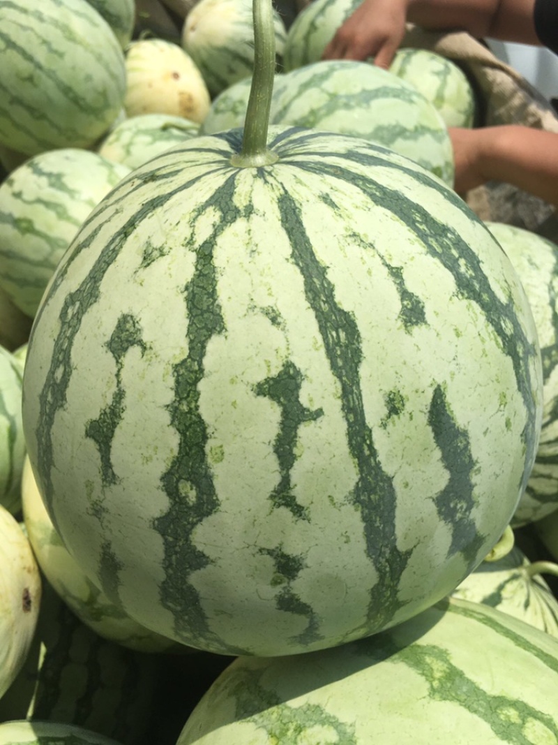 花无籽