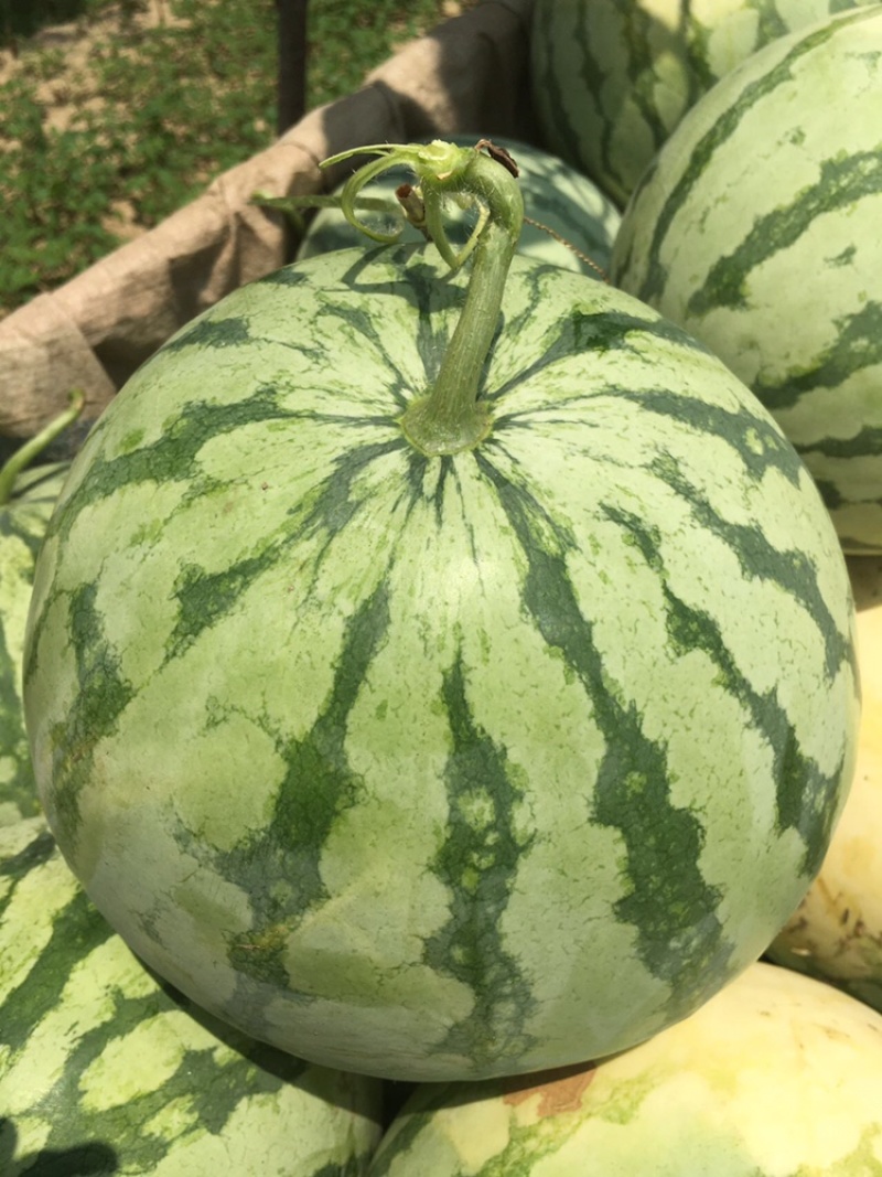 花无籽