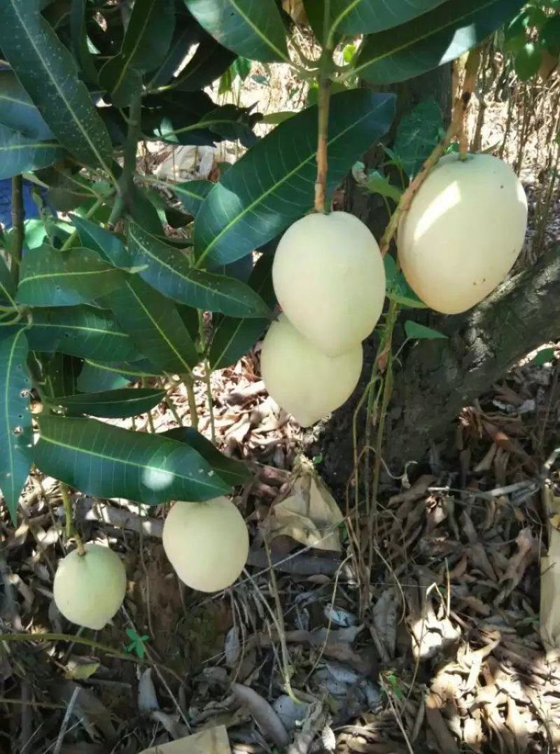 象牙芒四川攀枝花芒果象牙芒果商品果香甜象牙芒