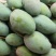 象牙芒四川攀枝花芒果象牙芒果商品果香甜象牙芒