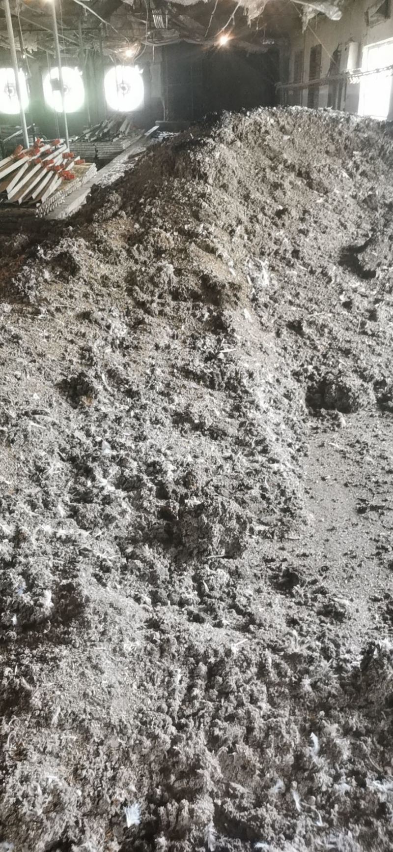 优质纯鸡粪，散装
