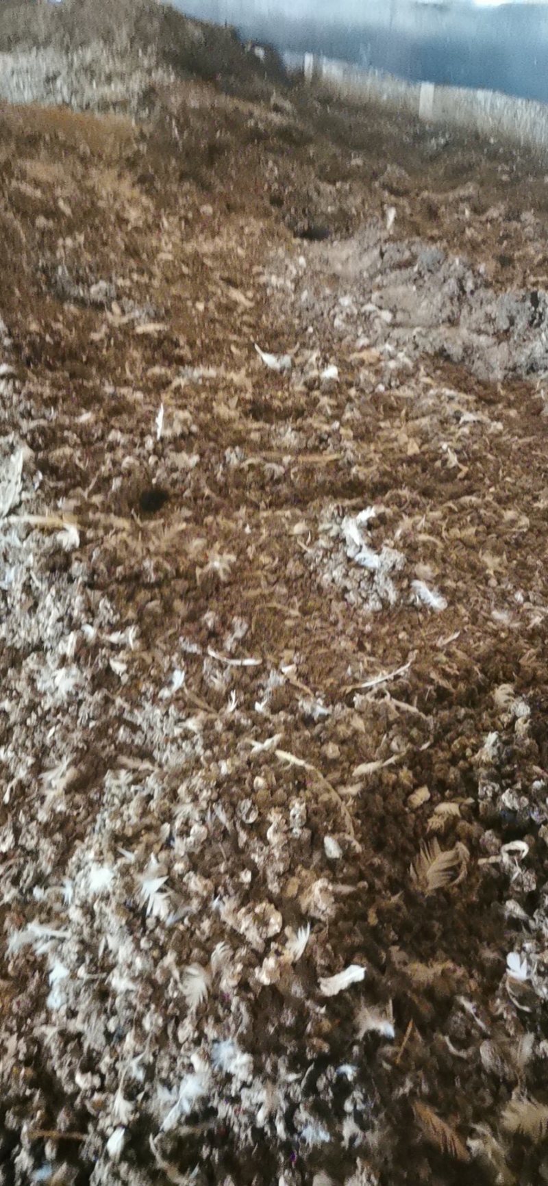 优质纯鸡粪，散装