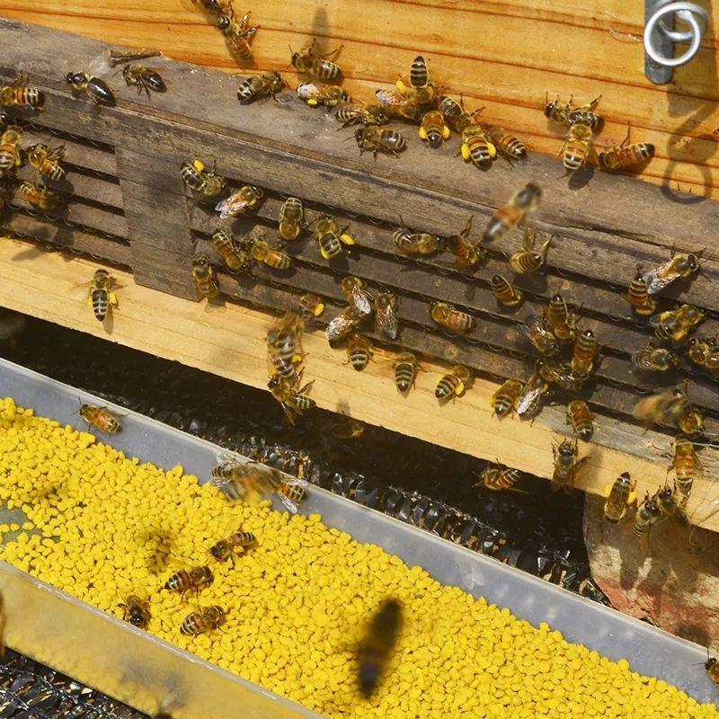 2021新鲜天然活性五味子花粉五倍子蜂花粉纯正食用蜂花粉