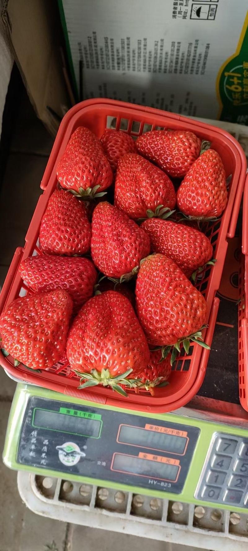 红颜九九草莓苗种苗大叶红颜草莓苗中叶红颜脱毒苗
