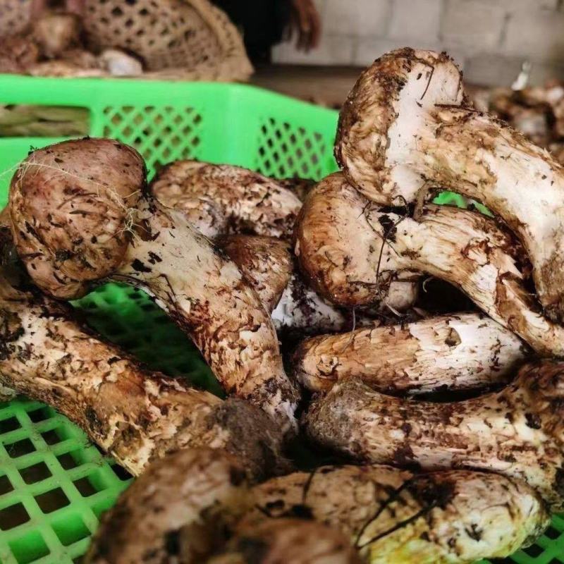 新鲜松茸高端食材出来了需要的下单联系