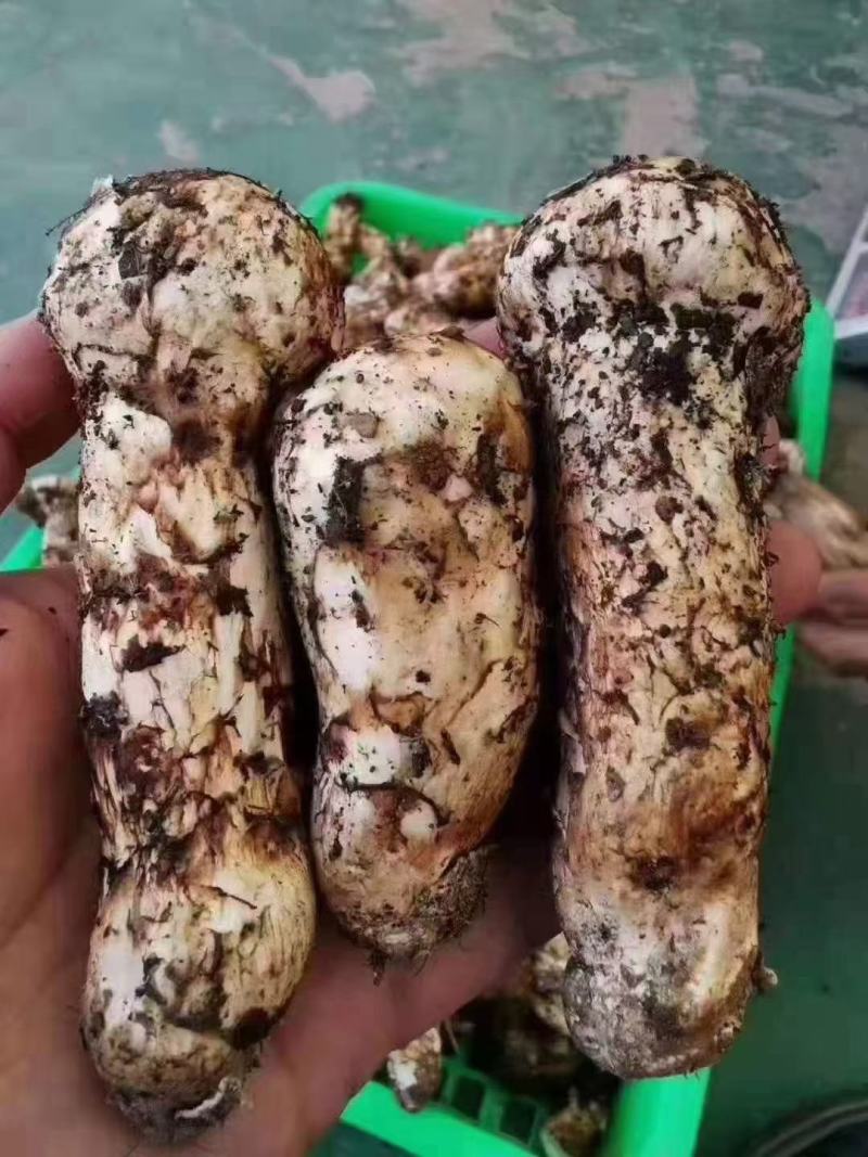 新鲜松茸高端食材出来了需要的下单联系