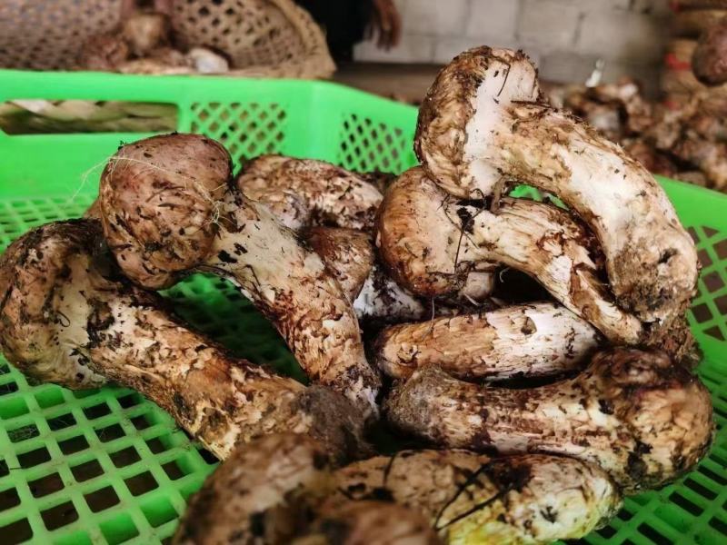 新鲜松茸高端食材出来了需要的下单联系