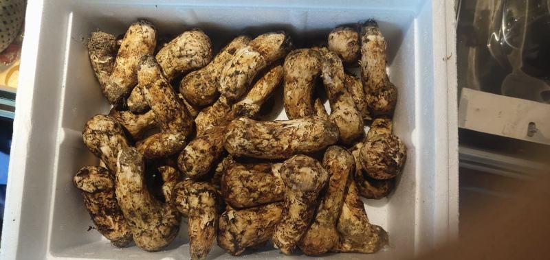 新鲜松茸高端食材出来了需要的下单联系