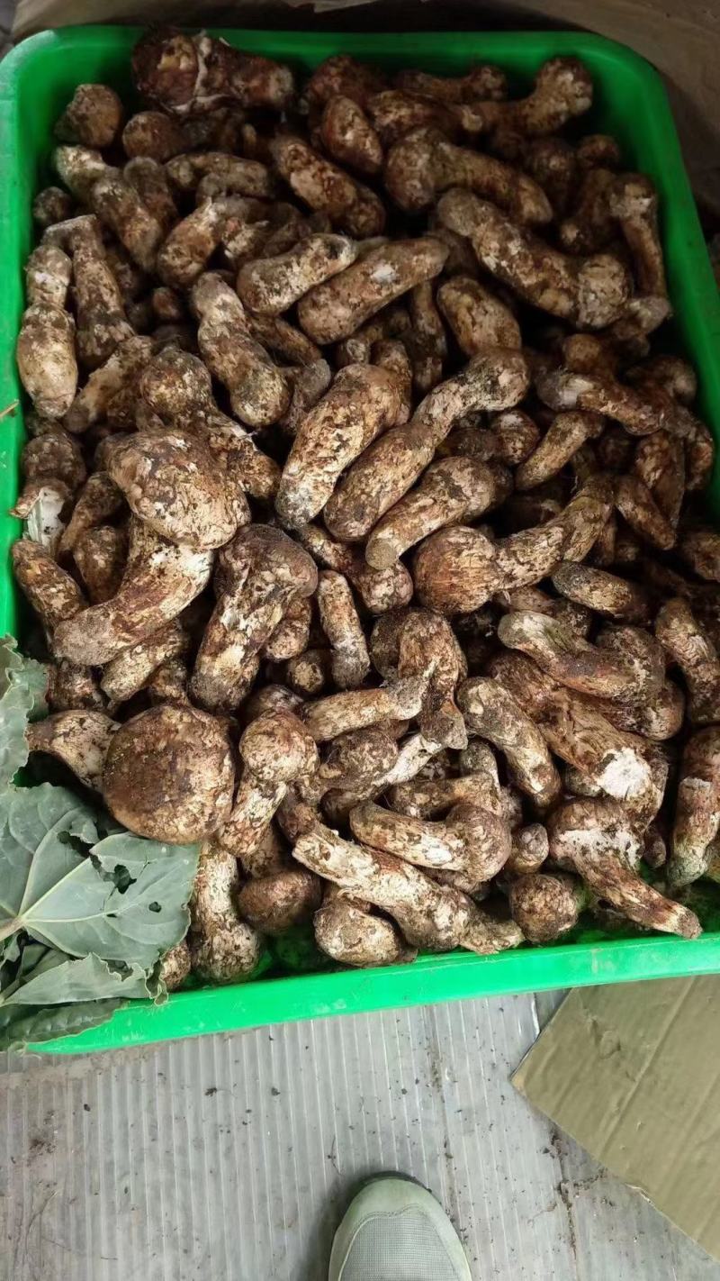 新鲜松茸高端食材出来了需要的下单联系
