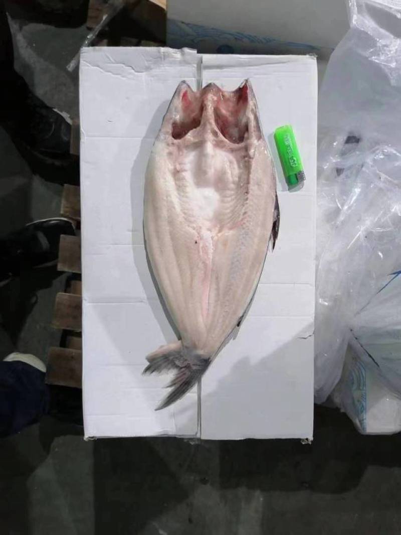 开背巴沙鱼新鲜活鱼整条无刺湄公鱼烤鱼凌波鱼海鲜冷冻