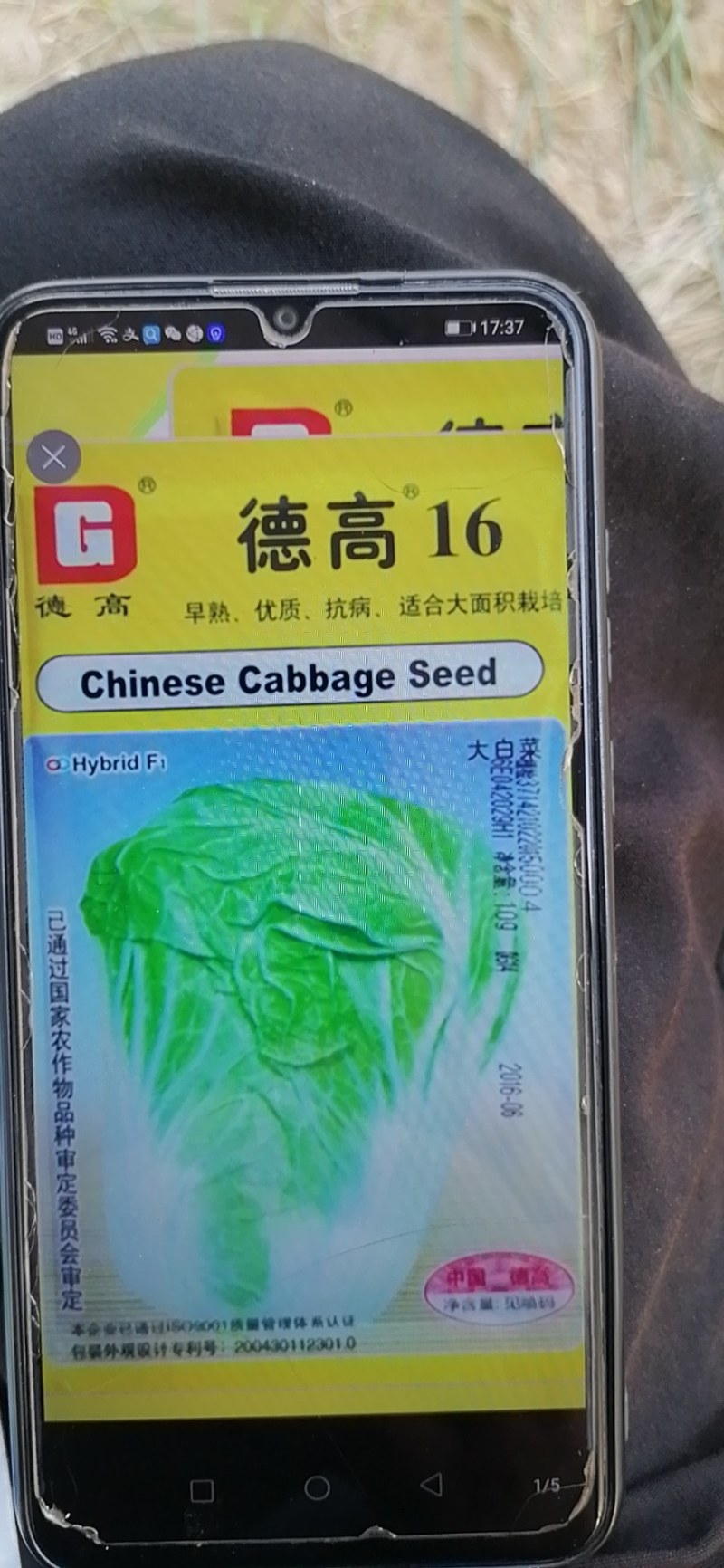 大白菜苗耐热白菜苗现在大量有货，苗厂直供，价格优惠，