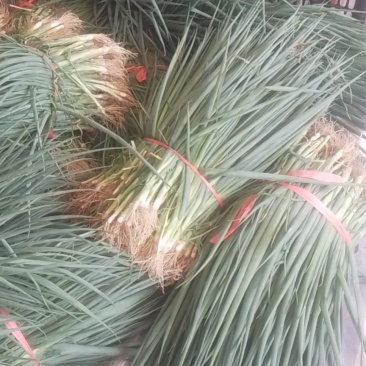辽宁葱苗二代品种，优质服务，欢迎老板来定货。