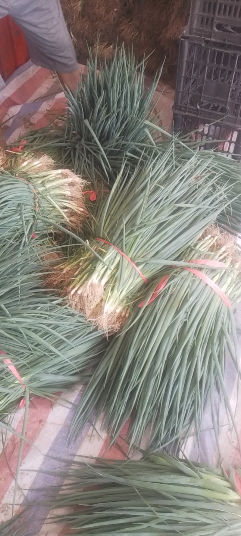 辽宁葱苗二代品种，优质服务，欢迎老板来定货。