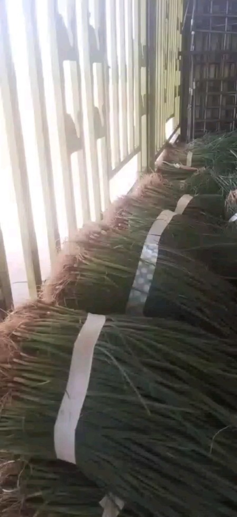 商丘葱苗，钢葱和长白二代品种，欢迎老板来定货
