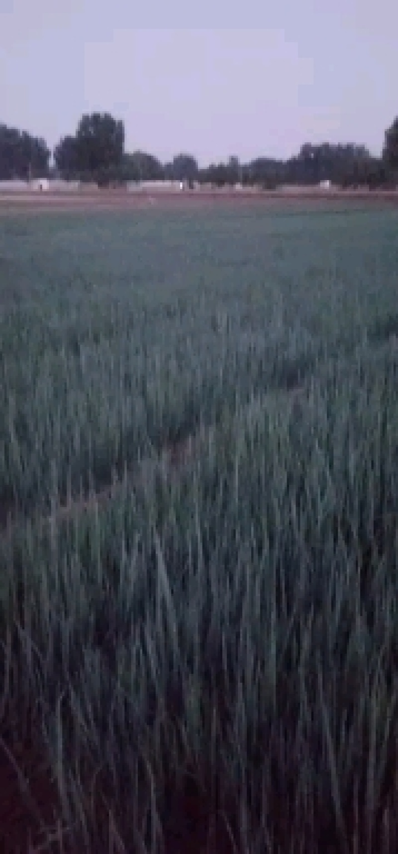 商丘葱苗，钢葱和长白二代品种，欢迎老板来定货