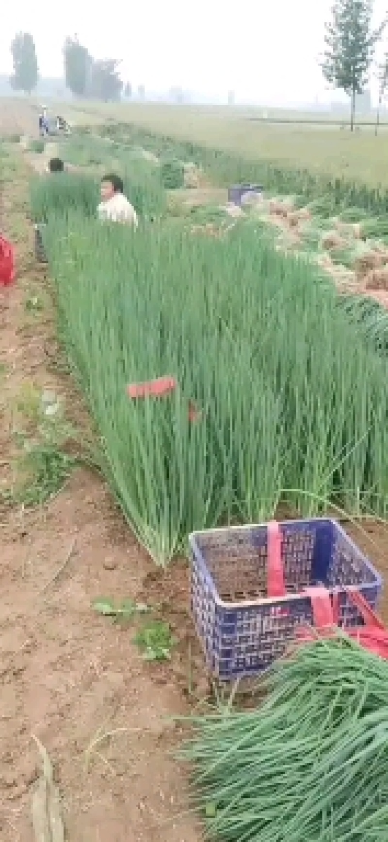 商丘葱苗，钢葱和长白二代品种，欢迎老板来定货