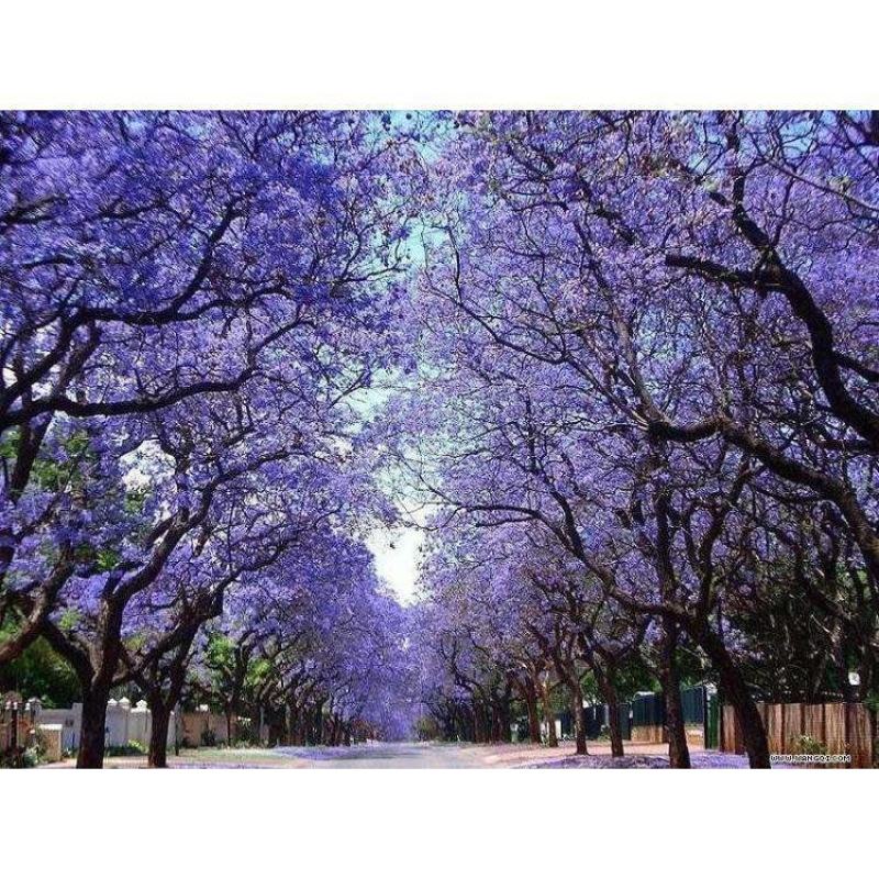 凤凰木种子红花楹种子金凤种子火树种子风景树绿化易种活苗木