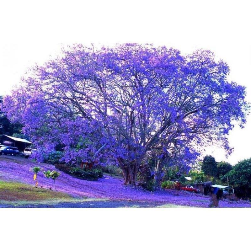 凤凰木种子红花楹种子金凤种子火树种子风景树绿化易种活苗木