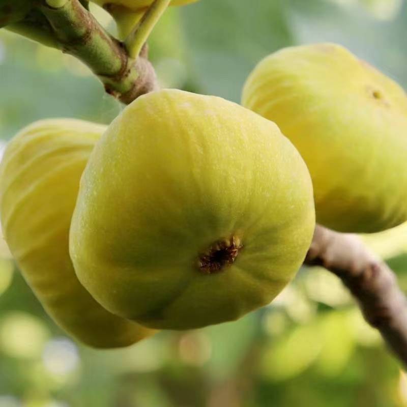 新疆大无花果干，个头大，籽多，甜，回口带一点点酸味。