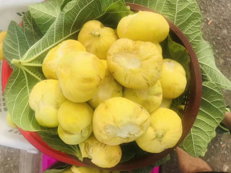 新疆大无花果干，个头大，籽多，甜，回口带一点点酸味。