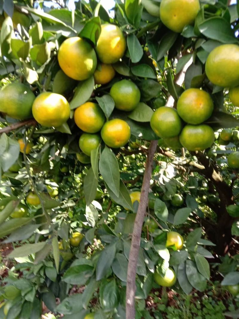 云南高原蜜桔蜜橘柑橘柑桔当季水果鲜货电商货带叶果