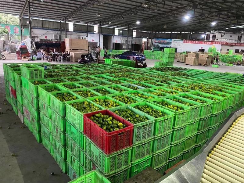 云南高原蜜桔蜜橘柑橘柑桔当季水果鲜货电商货带叶果