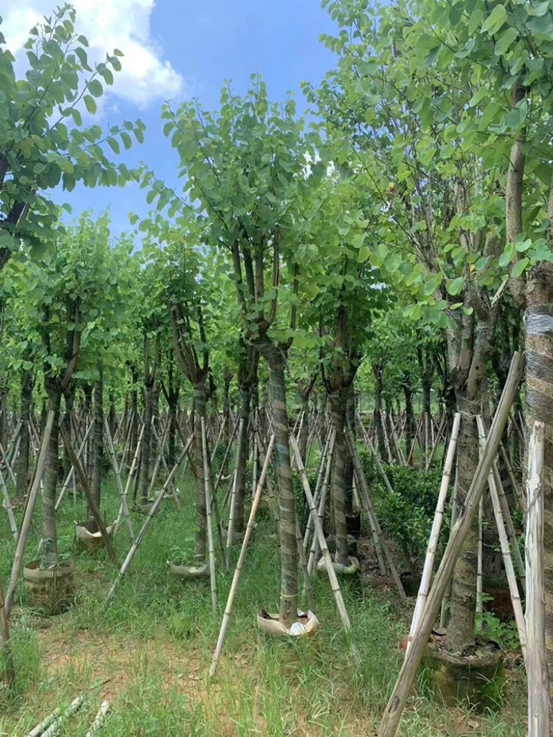 大量出售各规的宫粉紫荆有须联系我价格优惠