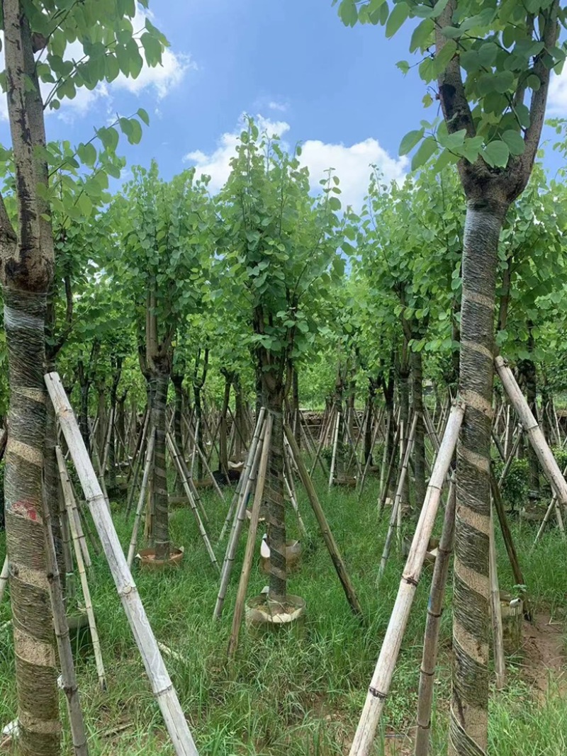 大量出售各规的宫粉紫荆有须联系我价格优惠