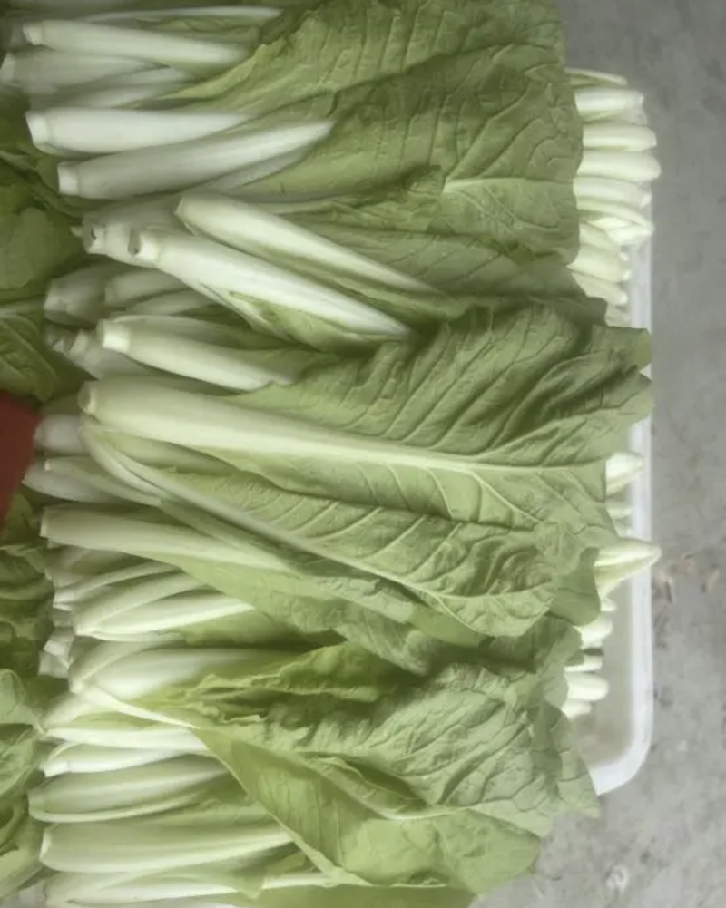 小白菜飘儿菜