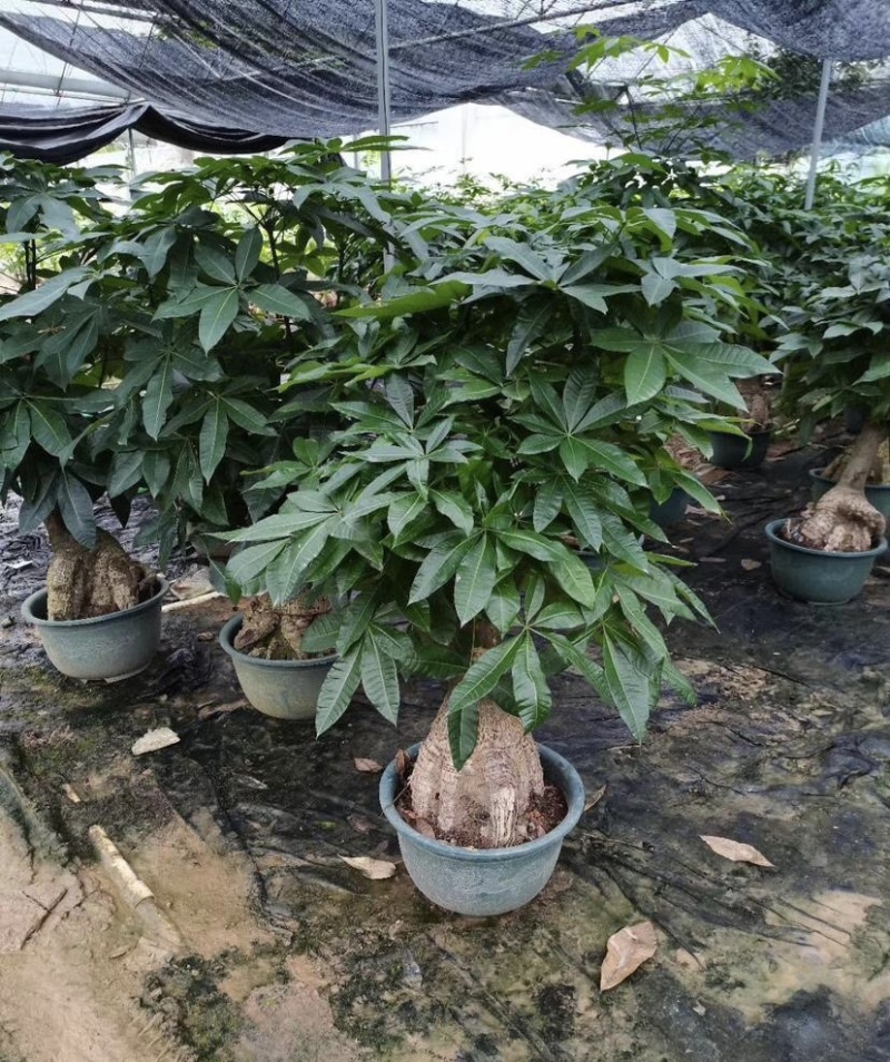 大量出售各种各样的发财树有须联系我价格优惠