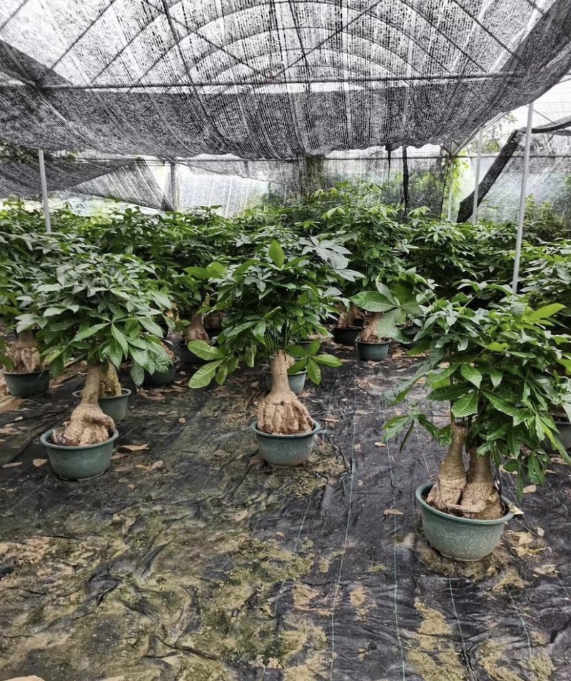 大量出售各种各样的发财树有须联系我价格优惠