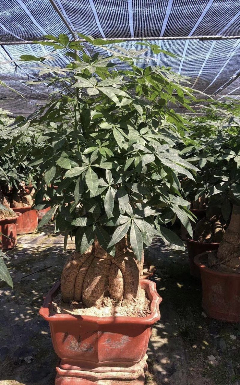 大量出售各种各样的发财树有须联系我价格优惠